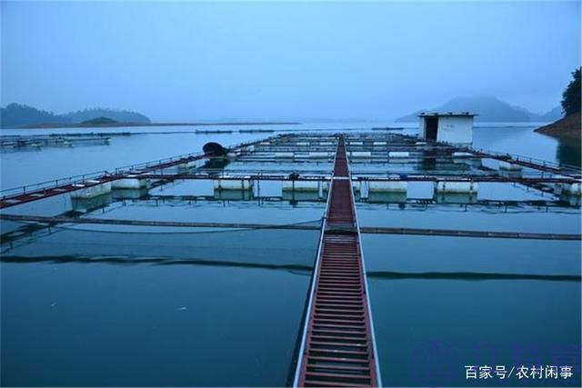网箱养鱼管理知识你得提前掌握 网箱养鱼管理知识你得提前掌握